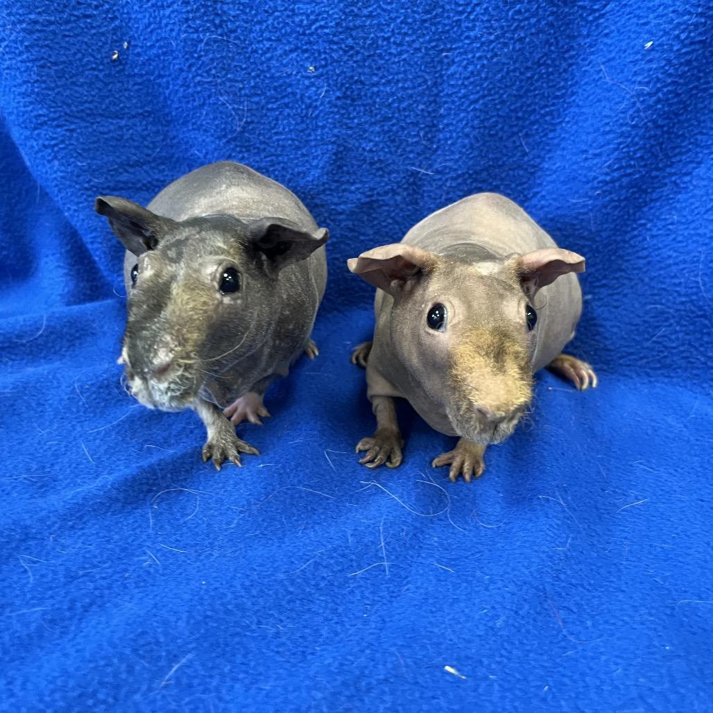 Chip (bonded with Dale), Adoptable, Adult Male Guinea Pig.