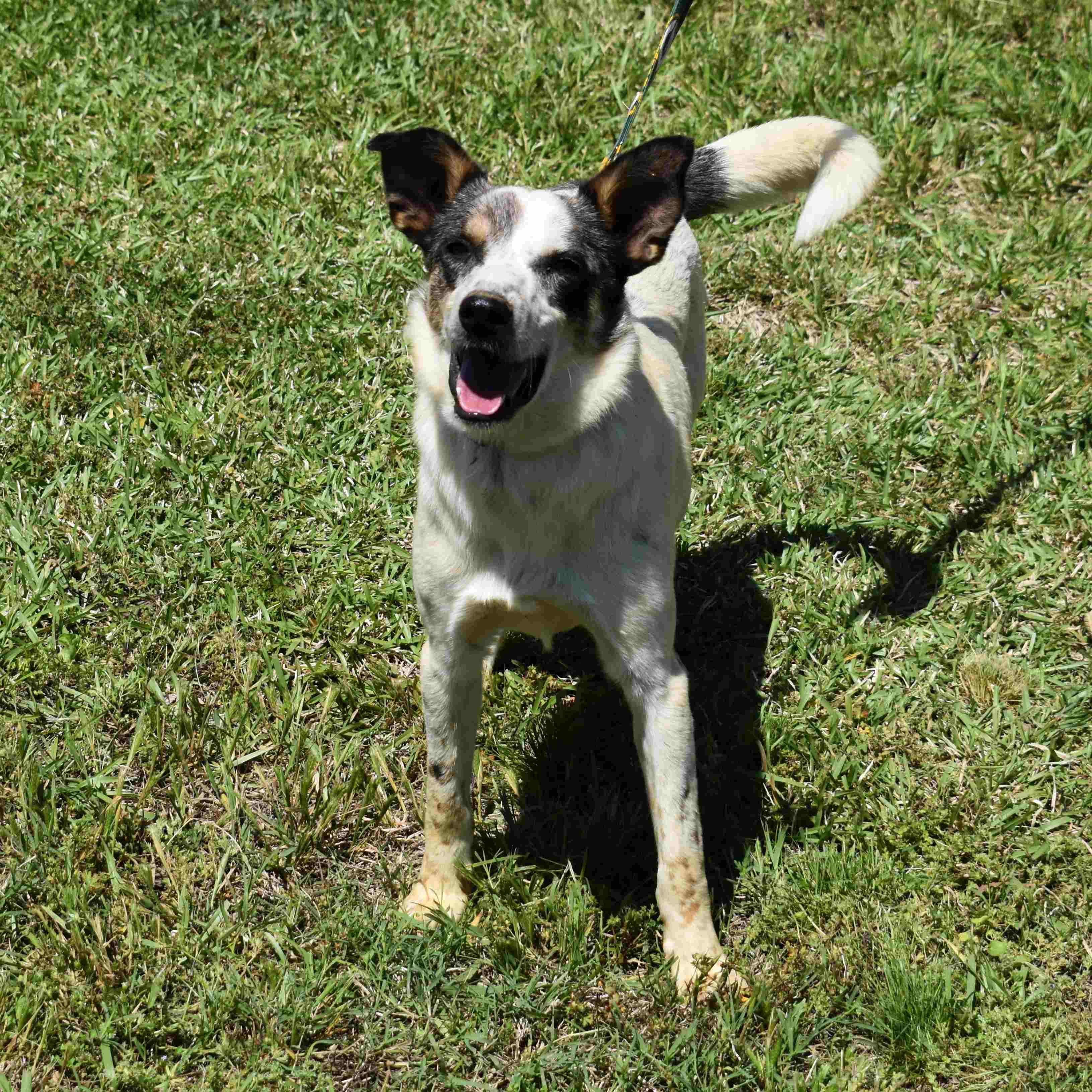 Elvis, Young Male Mixed Breed
