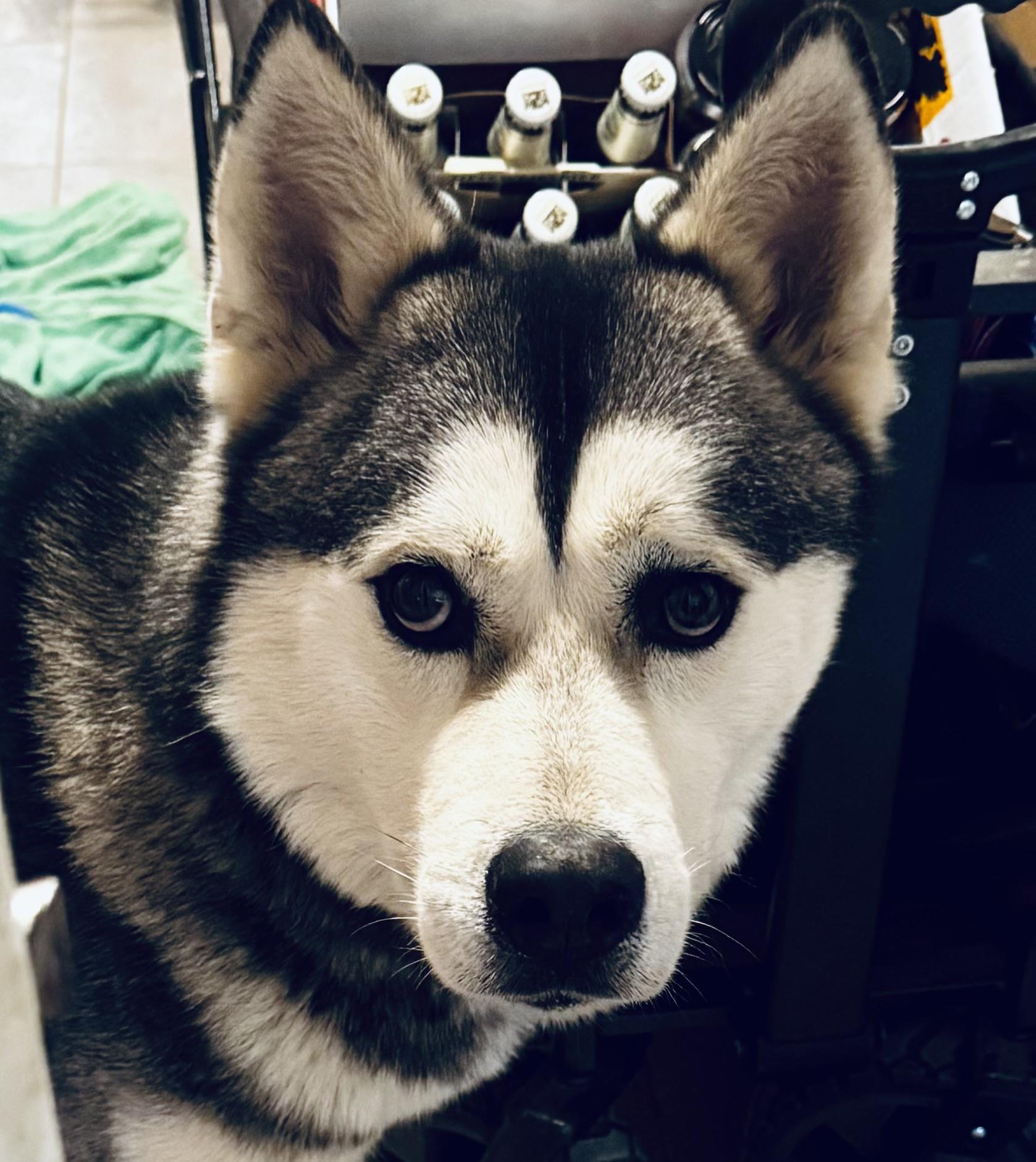 Enlarge BRUNO MARZ, a Adoptable mixed breed in San Diego, CA image 3/5