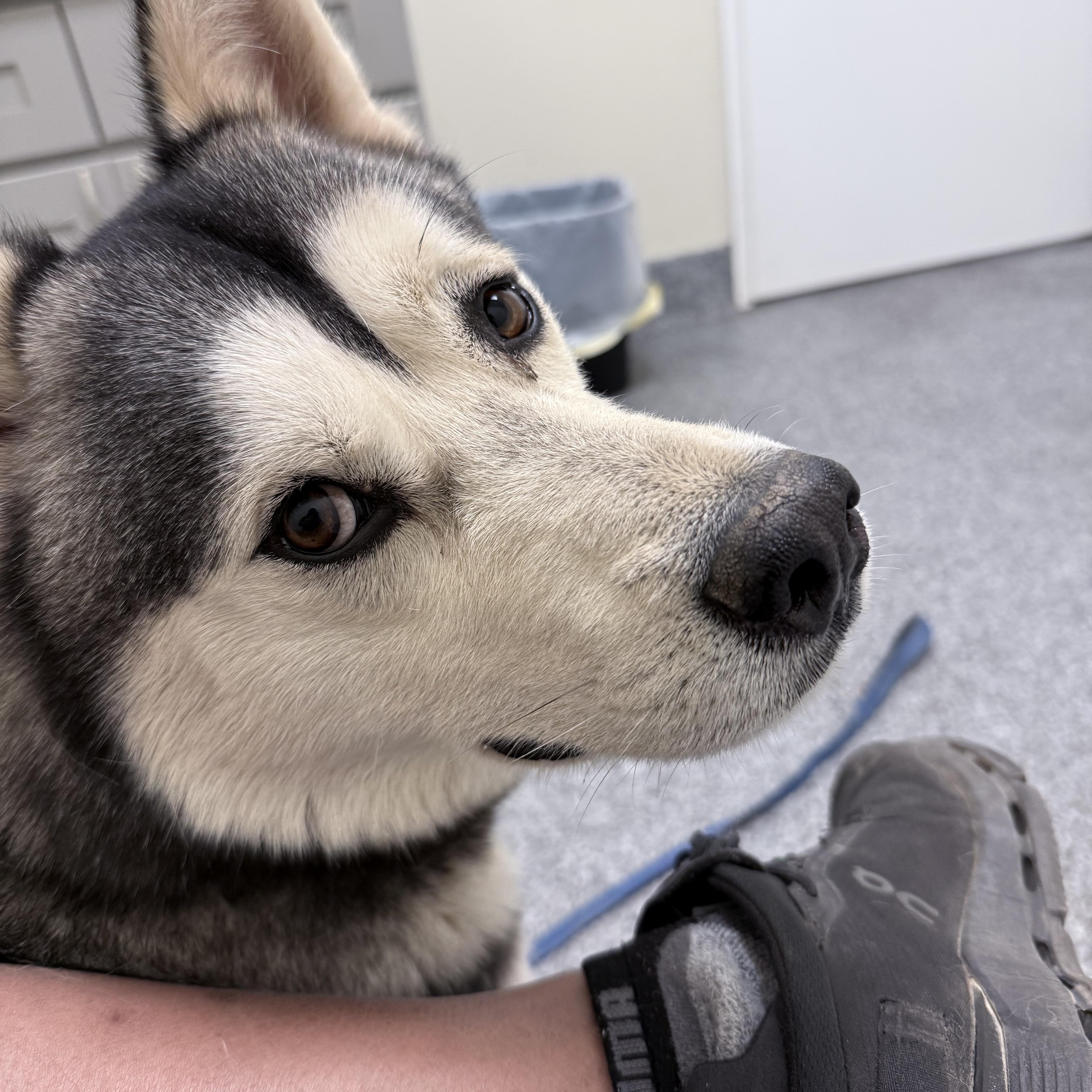 Enlarge BRUNO MARZ, a Adoptable mixed breed in San Diego, CA image 4/5