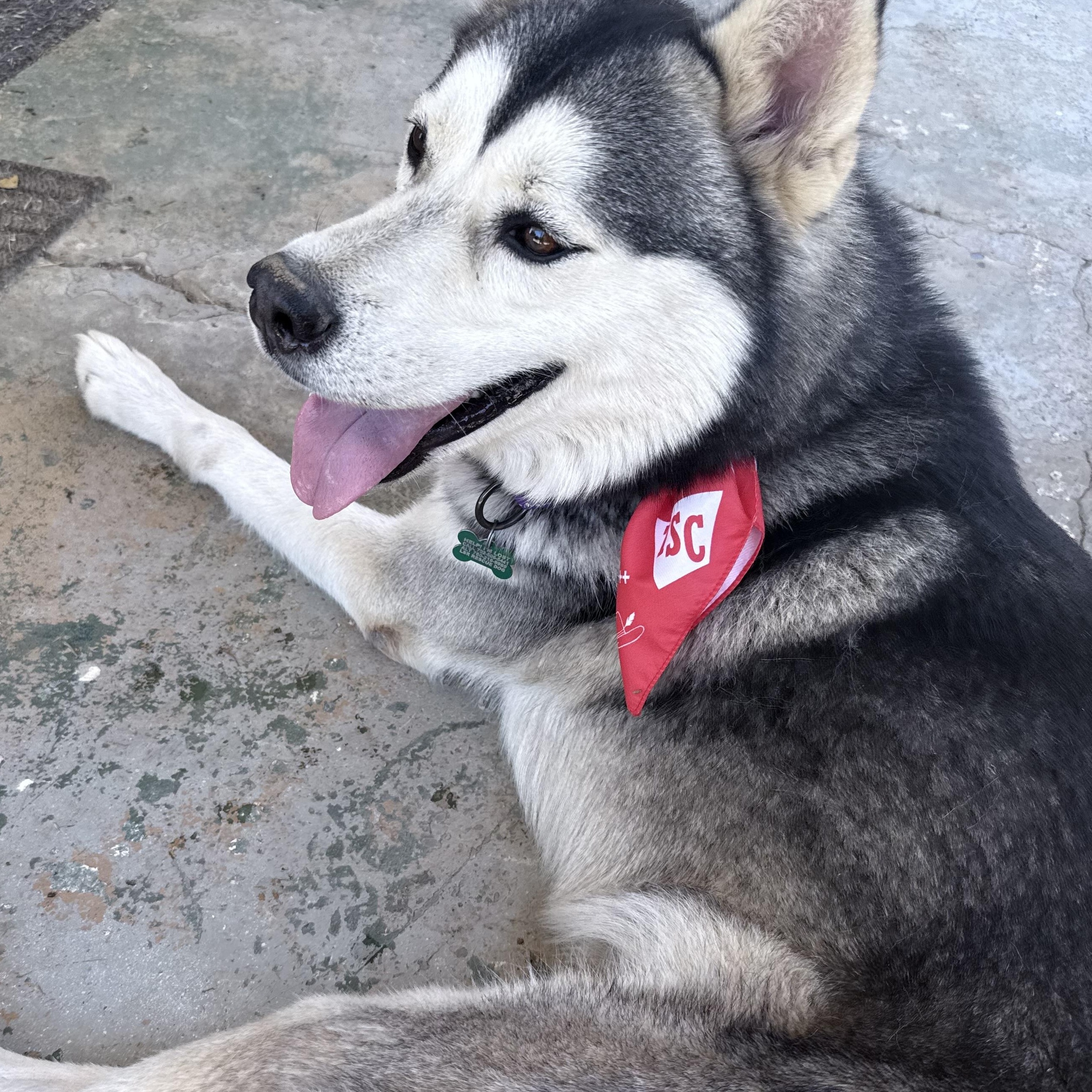 Enlarge BRUNO MARZ, a Adoptable mixed breed in San Diego, CA image 1/5