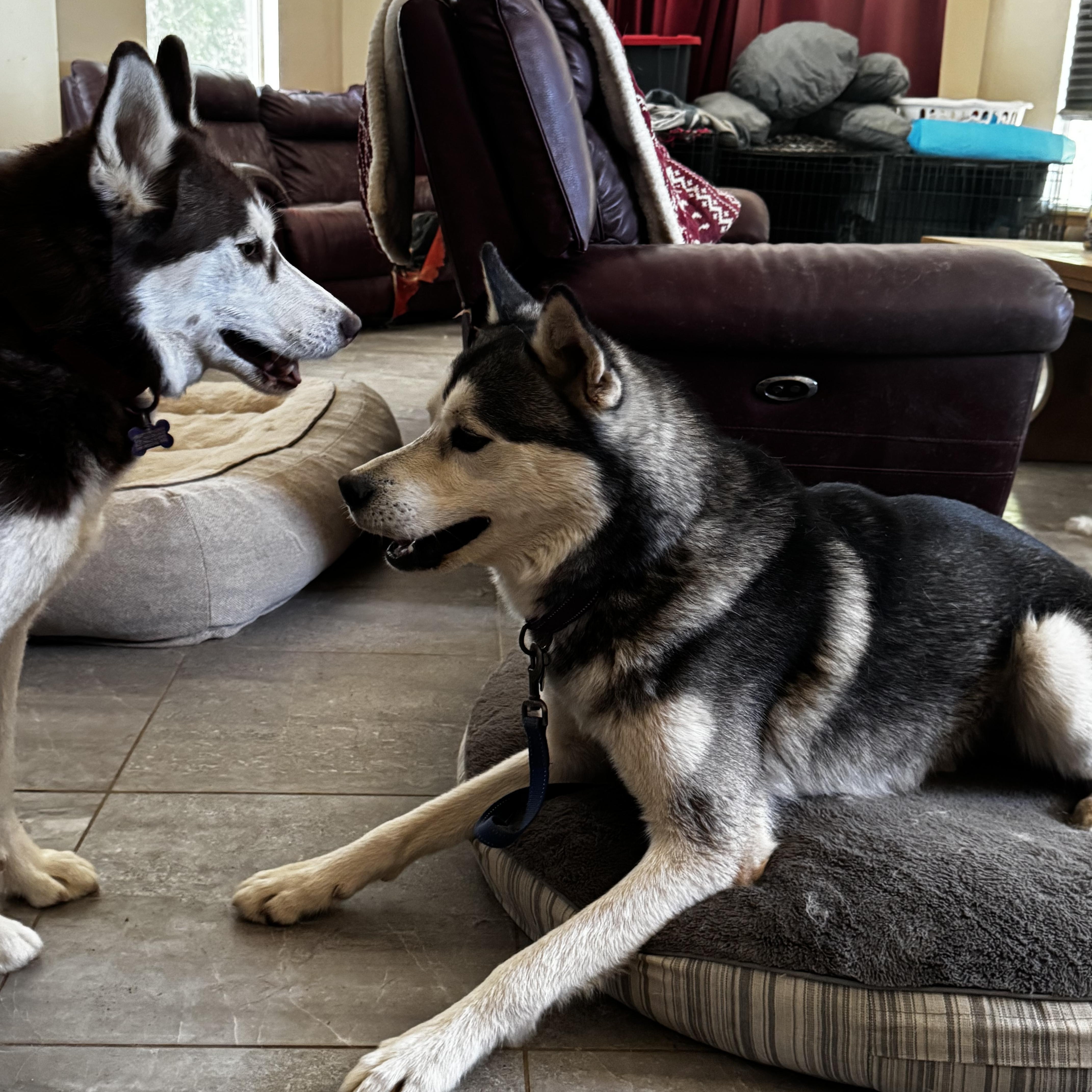 Enlarge BRUNO MARZ, a Adoptable mixed breed in San Diego, CA image 5/5