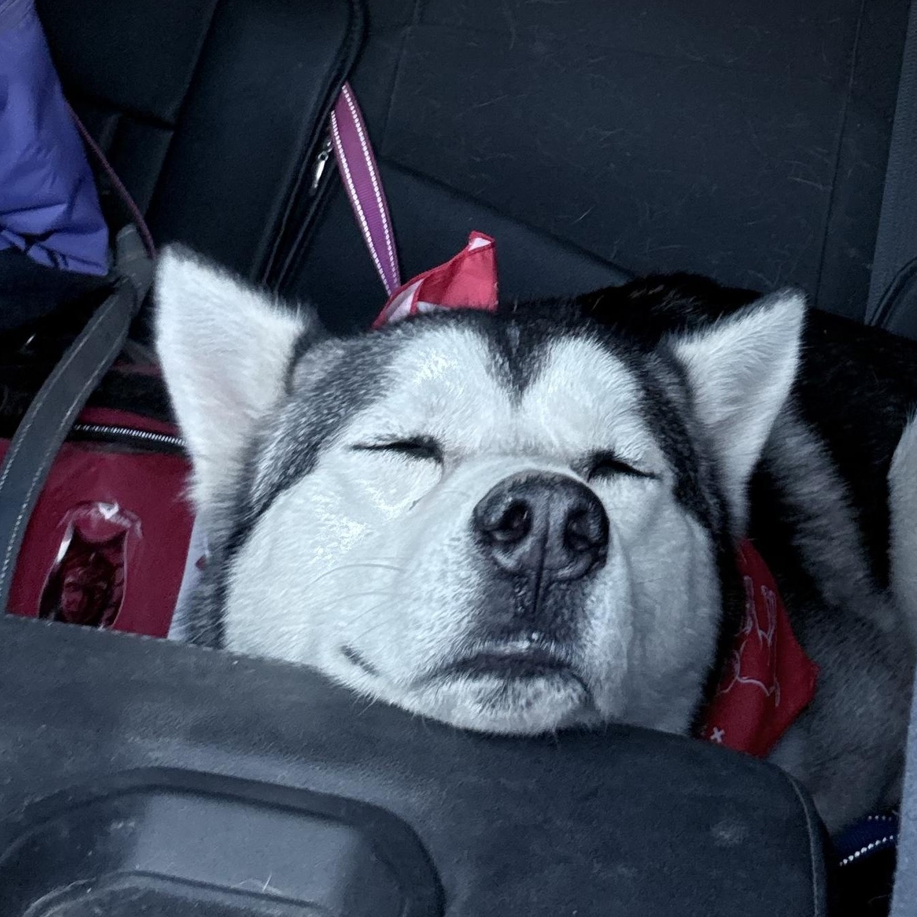 Enlarge BRUNO MARZ, a Adoptable mixed breed in San Diego, CA image 2/5