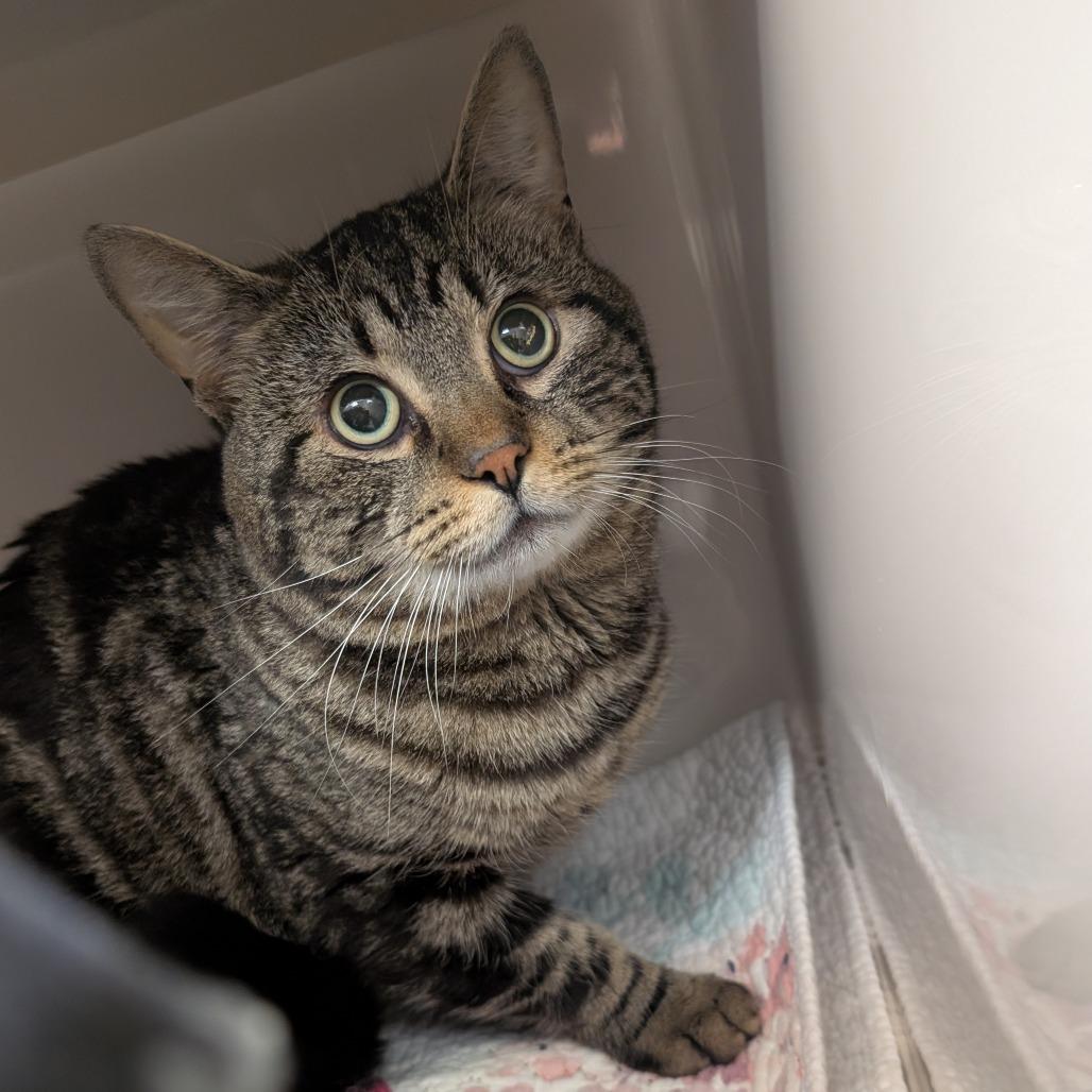 George, Adoptable, Adult Male Domestic Short Hair.