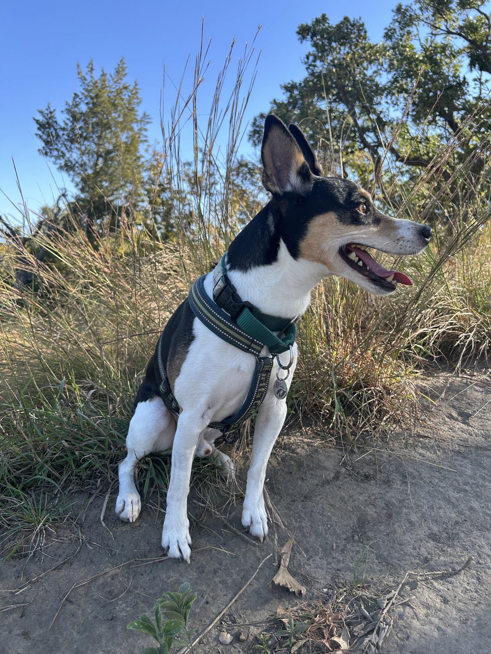 Enlarge Sid, a Adopted Rat Terrier in Council Bluffs, IA image 1/3