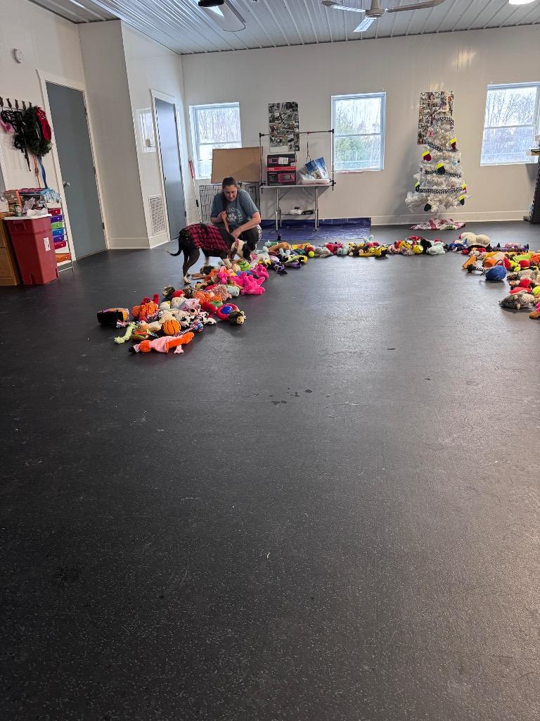 Enlarge Zeus, a Adoptable Boxer in Crandon, WI image 2/3