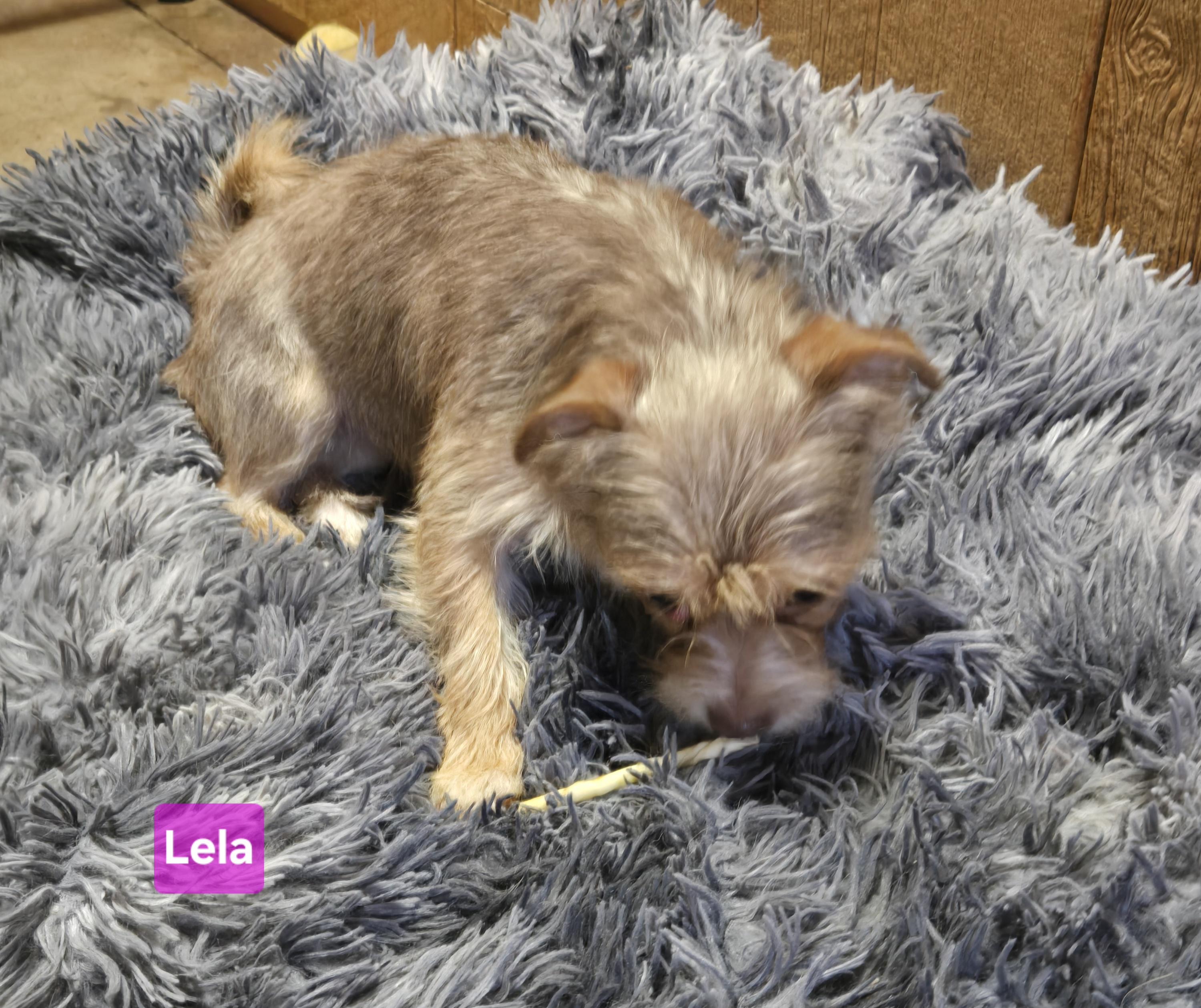 Lela, Adoptable, Young Female Yorkshire Terrier.