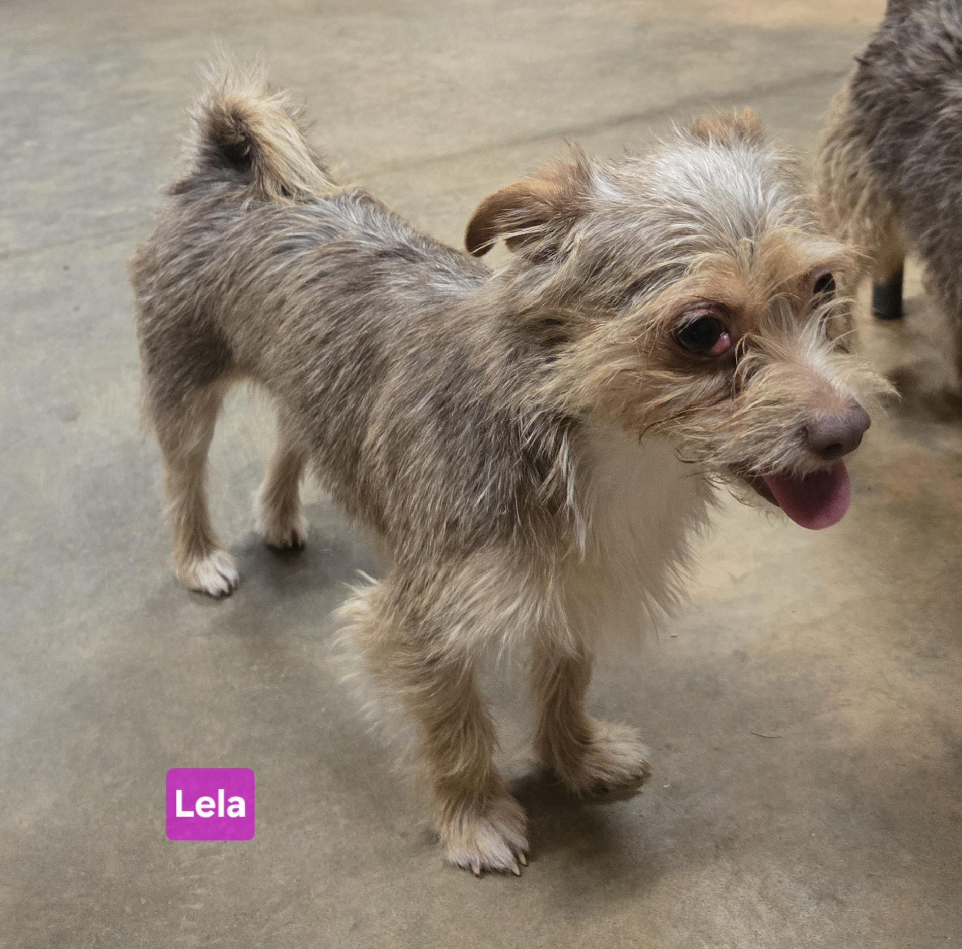 Lela, a Adoptable Yorkshire Terrier in Abbeville, SC image 2/3