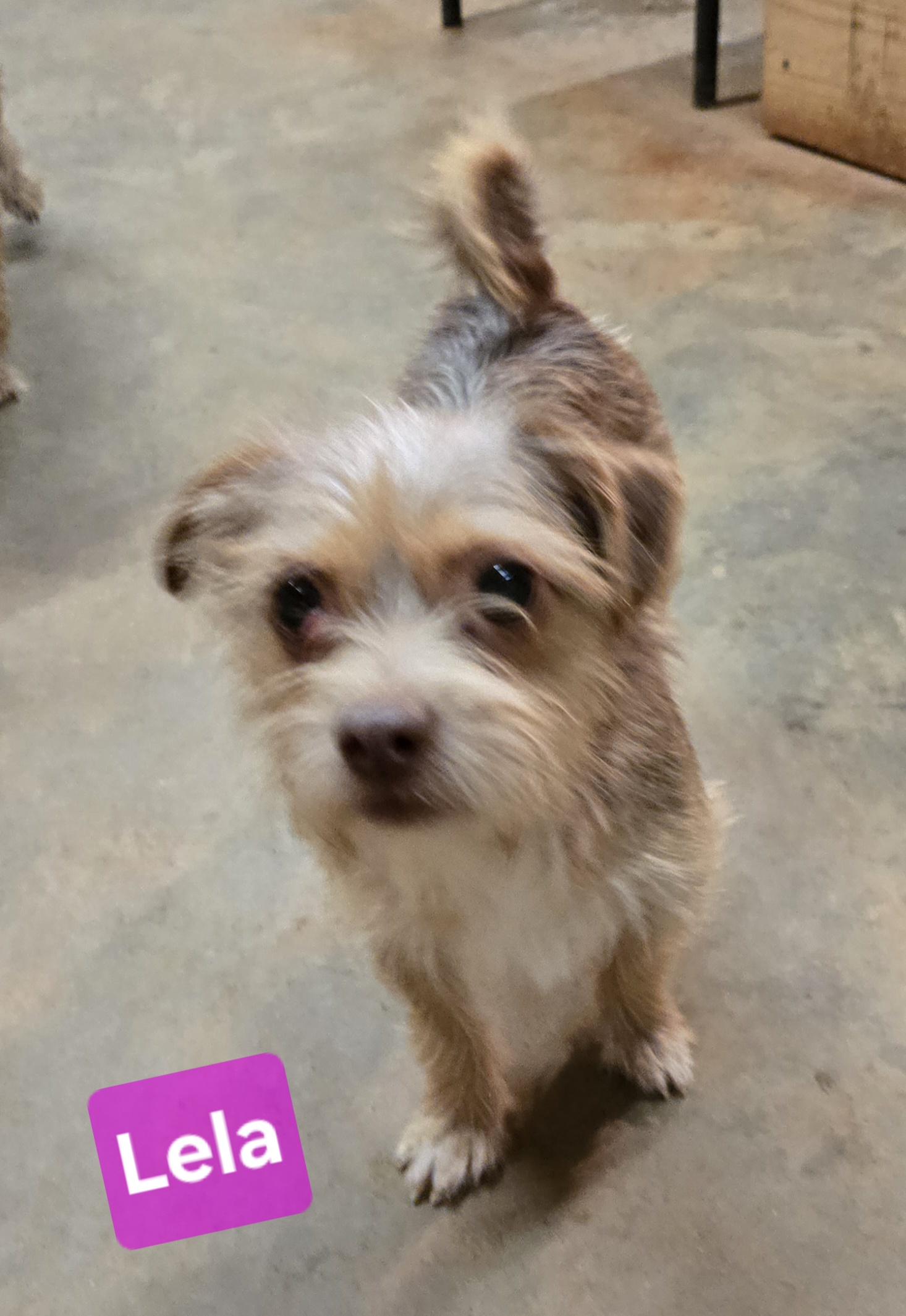 Lela, a Adoptable Yorkshire Terrier in Abbeville, SC image 3/3