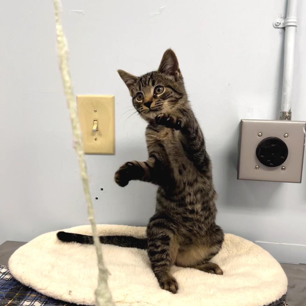 Moses, Adoptable, Kitten Male Domestic Short Hair.