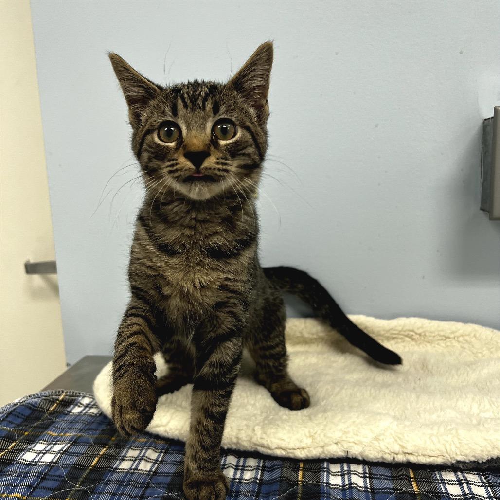 Enlarge Moses, a Adoptable Domestic Short Hair in Winchester, TN image 2/3