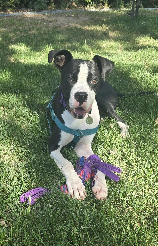 Slim Jim, Adoptable, Young Male Boxer.