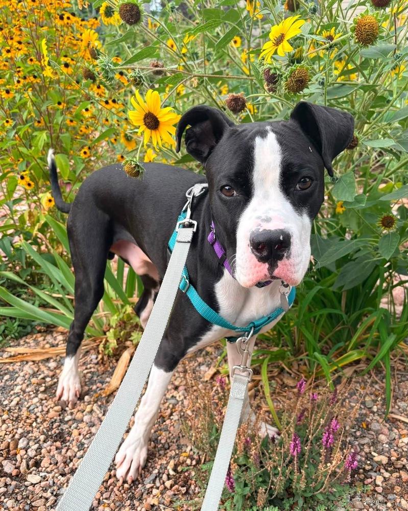 Enlarge Slim Jim, a Adoptable mixed breed in Denver, CO image 2/6