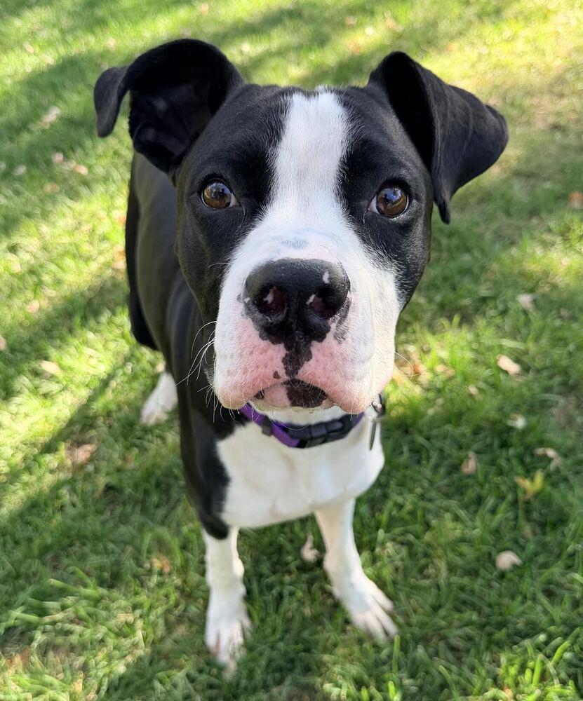 Enlarge Slim Jim, a Adoptable mixed breed in Denver, CO image 3/6