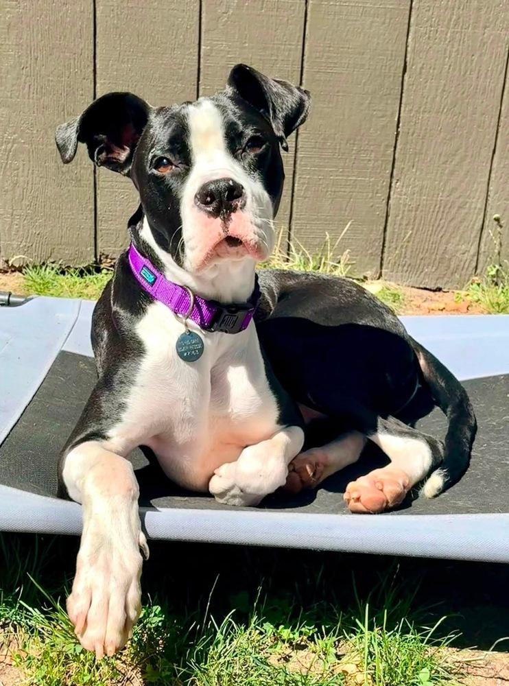 Enlarge Slim Jim, a Adoptable mixed breed in Denver, CO image 4/6