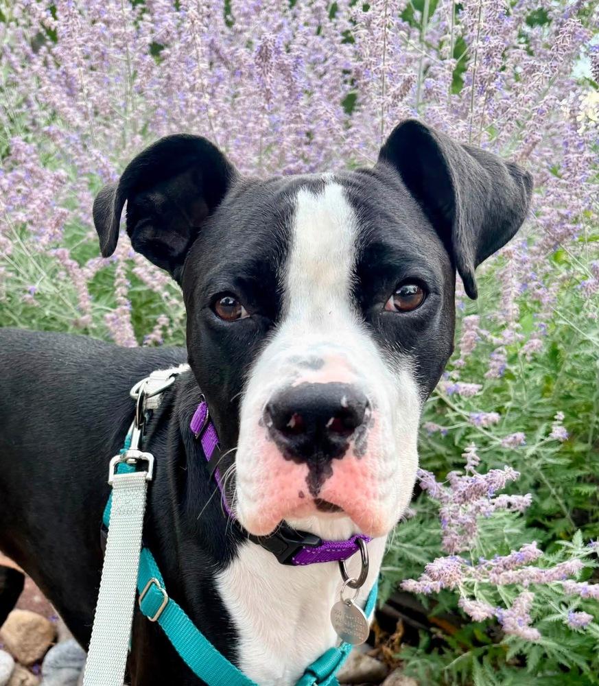 Enlarge Slim Jim, a Adoptable mixed breed in Denver, CO image 5/6