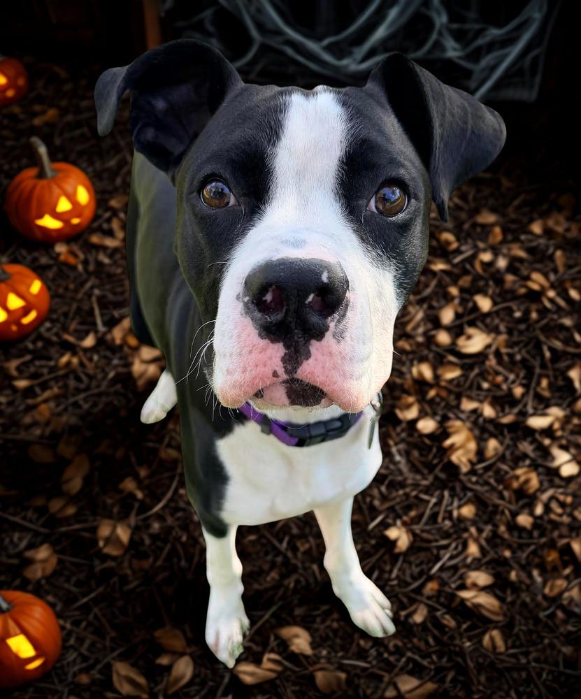 Enlarge Slim Jim, a Adoptable mixed breed in Denver, CO image 5/6