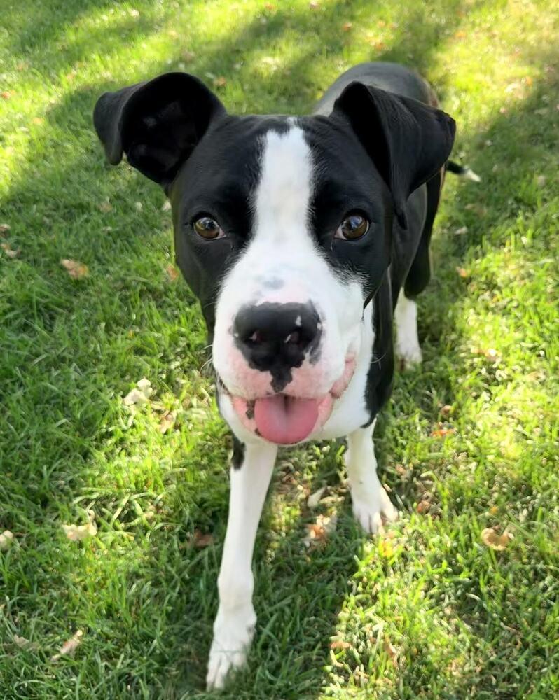 Enlarge Slim Jim, a Adoptable mixed breed in Denver, CO image 6/6