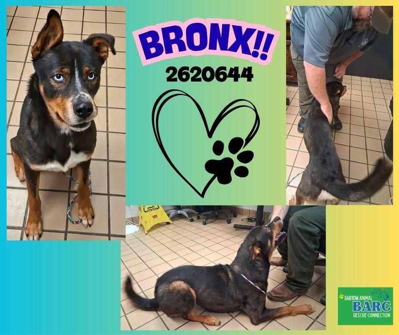 Enlarge [PENDING EUTH] Bronx, a ADOPTABLE Mixed Breed in Willoughby, OH image 1/3