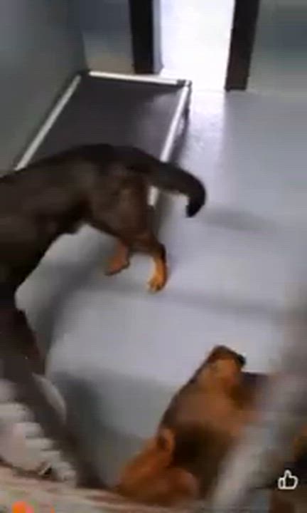 Enlarge [PENDING EUTH] Bronx, a ADOPTABLE Mixed Breed in Willoughby, OH video 3/3