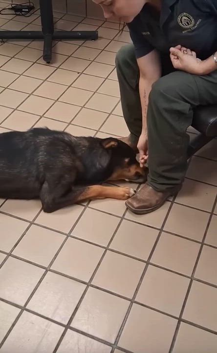 Enlarge [PENDING EUTH] Bronx, a ADOPTABLE Mixed Breed in Willoughby, OH video 2/3