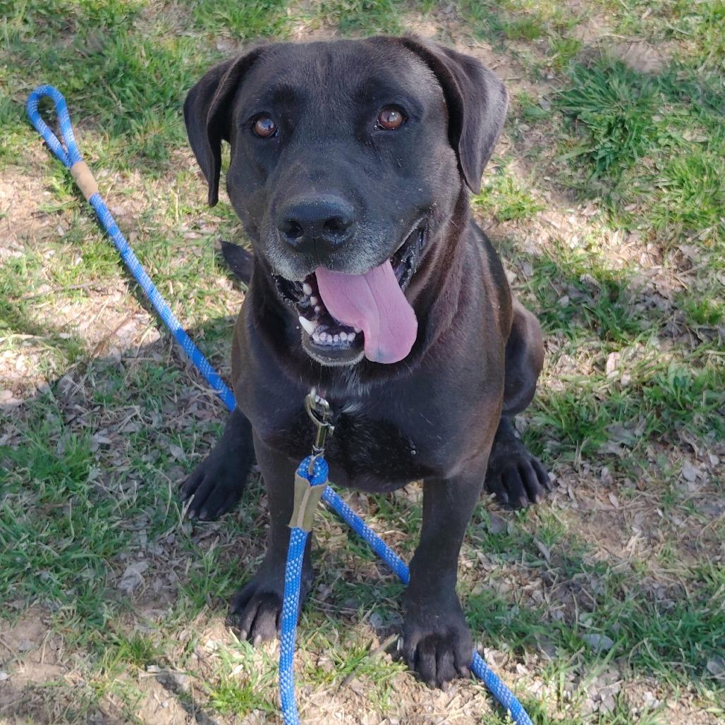 Duke, Adoptable, Adult Male Black Labrador Retriever.