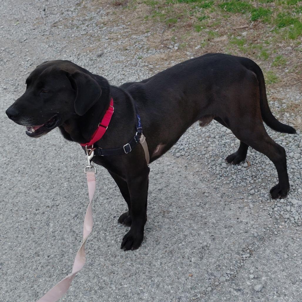 Duke, a Adoptable mixed breed in Tulsa, OK image 2/5