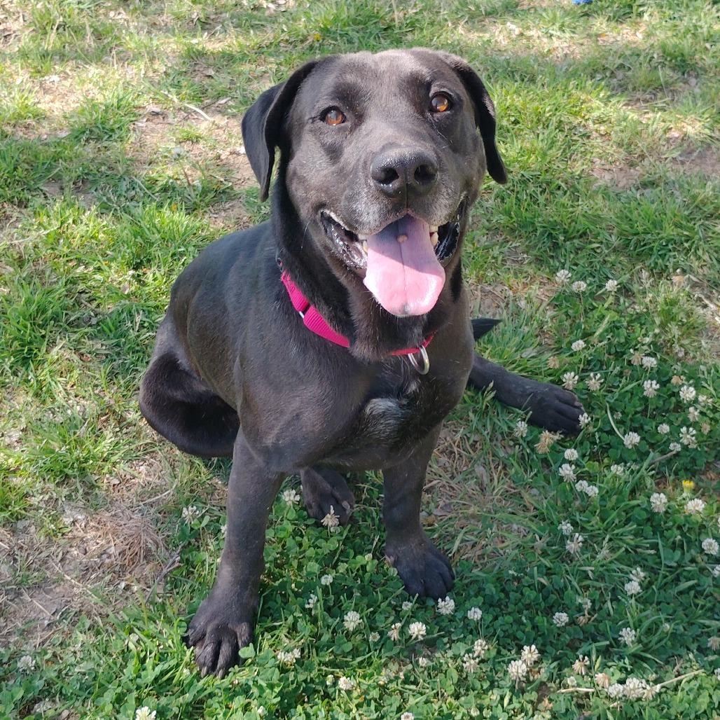 Duke, a Adoptable mixed breed in Tulsa, OK image 3/5