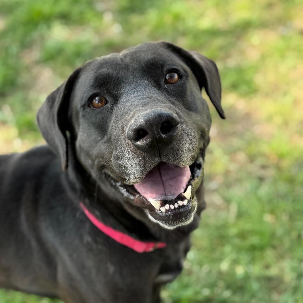 Duke, a Adoptable mixed breed in Tulsa, OK image 4/5