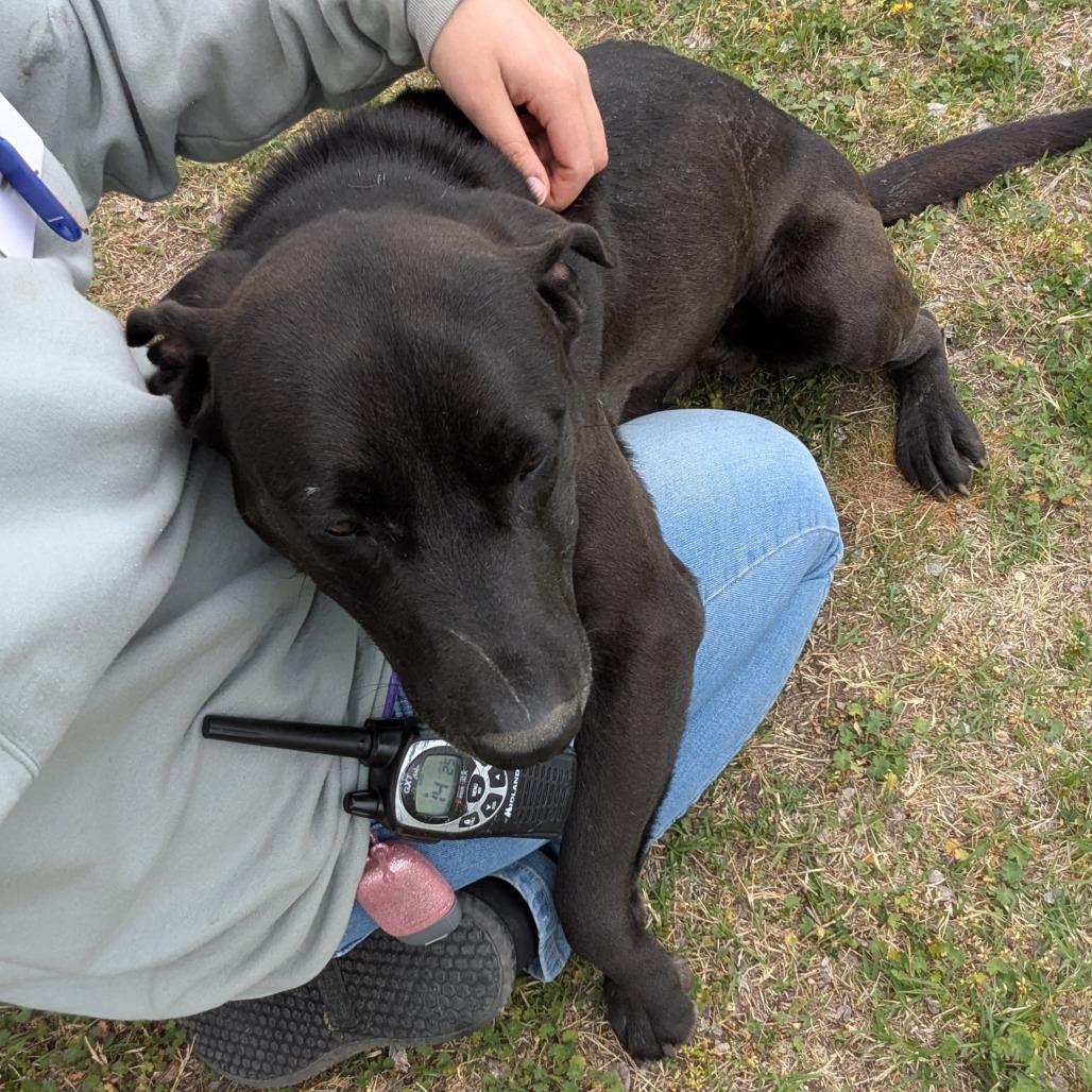 Duke, a Adoptable mixed breed in Tulsa, OK image 5/5
