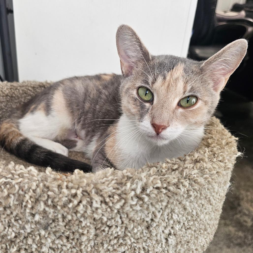 Isabel, Adoptable, Adult Female Domestic Short Hair.