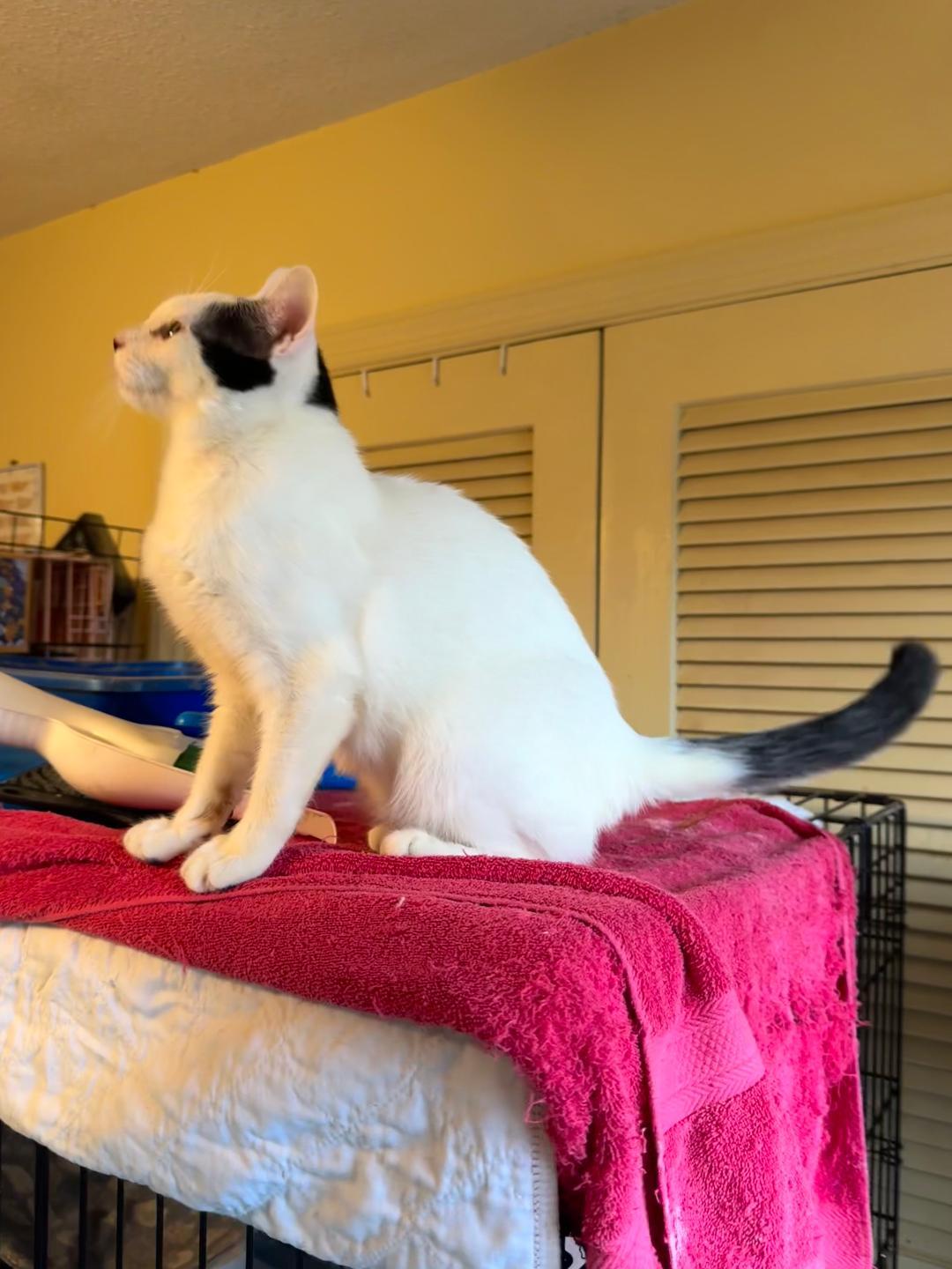 Enlarge Rascal, a Adoptable Domestic Short Hair in Columbia, SC image 3/4