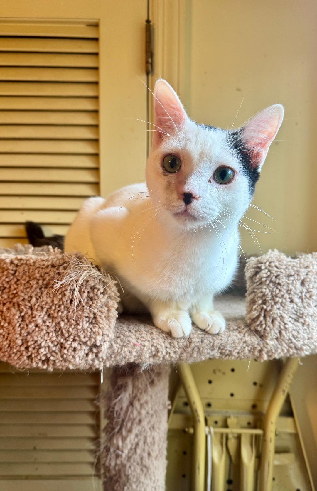 Enlarge Rascal, a Adoptable Domestic Short Hair in Columbia, SC image 2/4