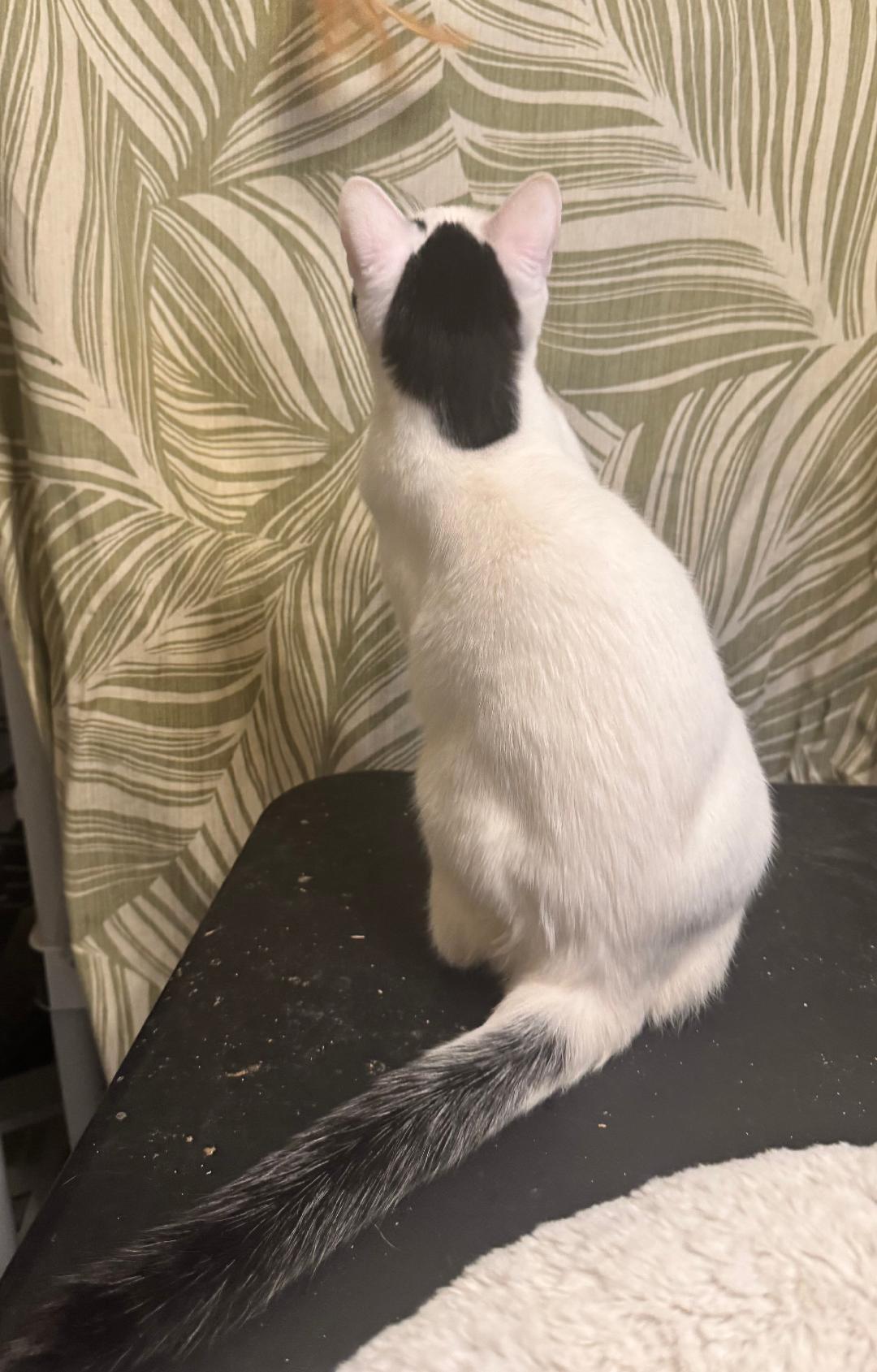 Enlarge Rascal, a Adoptable Domestic Short Hair in Columbia, SC image 4/4