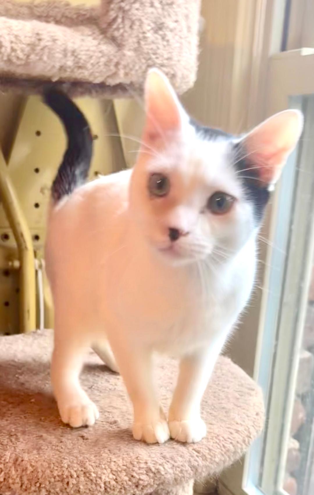 Enlarge Rascal, a Adoptable Domestic Short Hair in Columbia, SC image 1/4