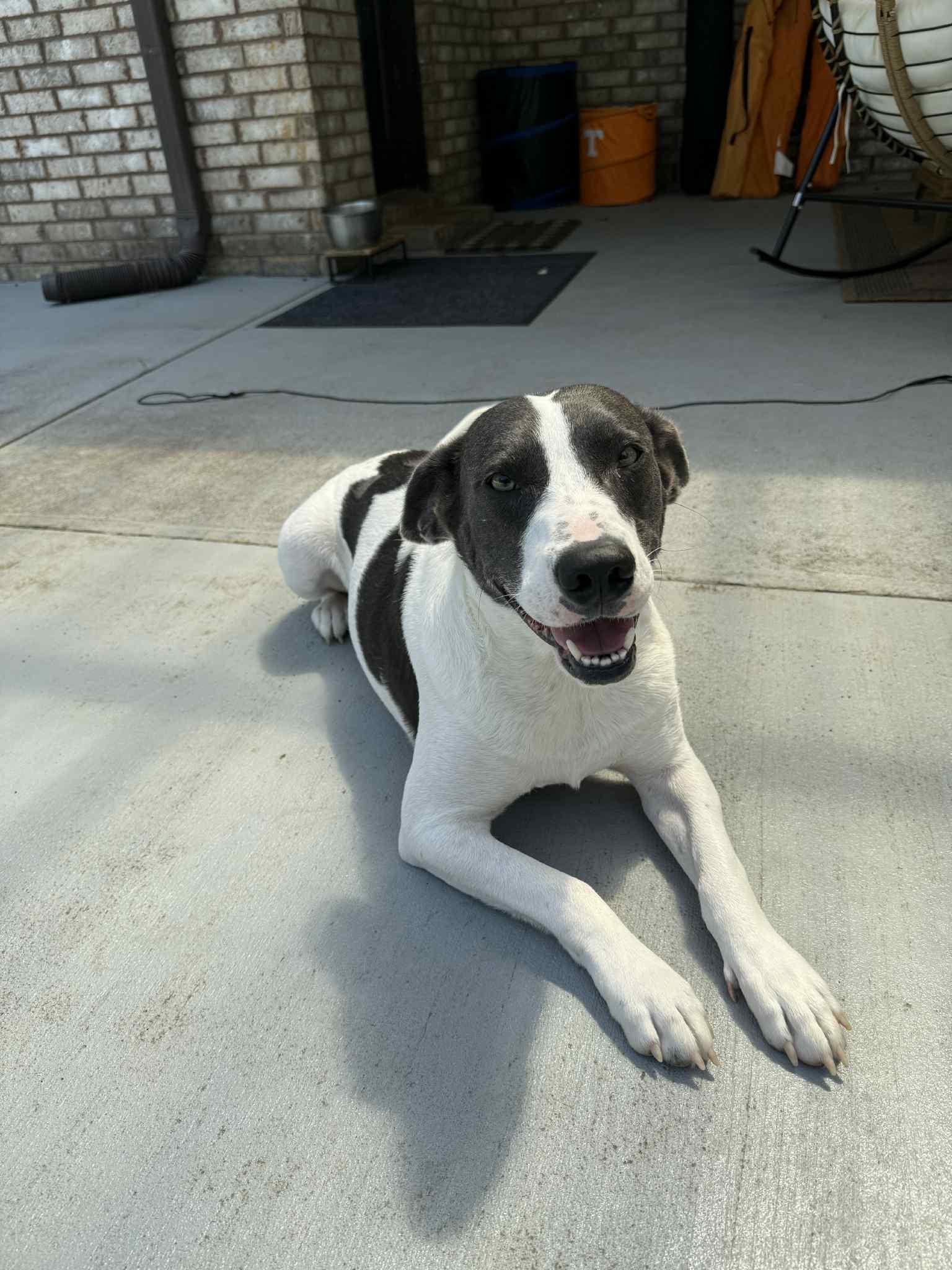 Enlarge Chance, a Adoptable Mixed Breed in Tunica, MS image 2/3