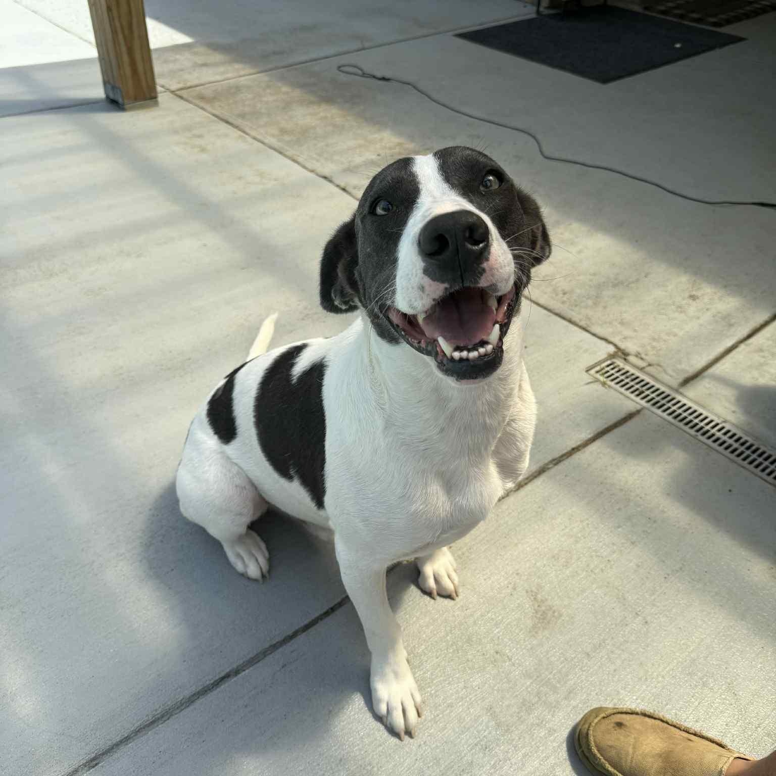 Chance, Young Male Mixed Breed