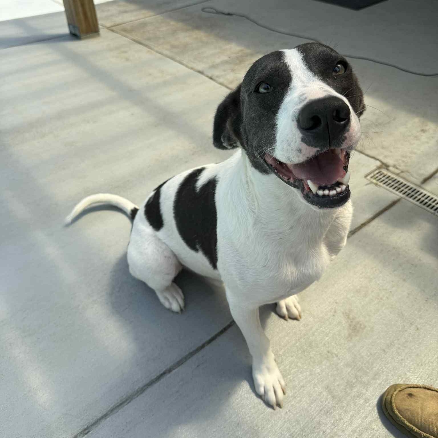 Enlarge Chance, a Adoptable Mixed Breed in Tunica, MS image 3/3