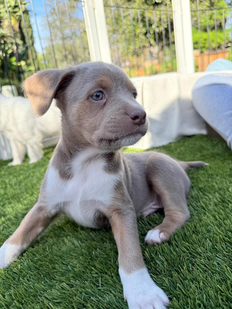 Enlarge Tuesday - Miranda Pup, an adoptable mixed breed in Los Angeles, CA image 3/4