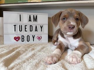 Enlarge Tuesday - Miranda Pup, an adoptable mixed breed in Los Angeles, CA image 4/4