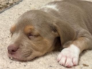 Enlarge Tuesday - Miranda Pup, an adoptable mixed breed in Los Angeles, CA image 2/4