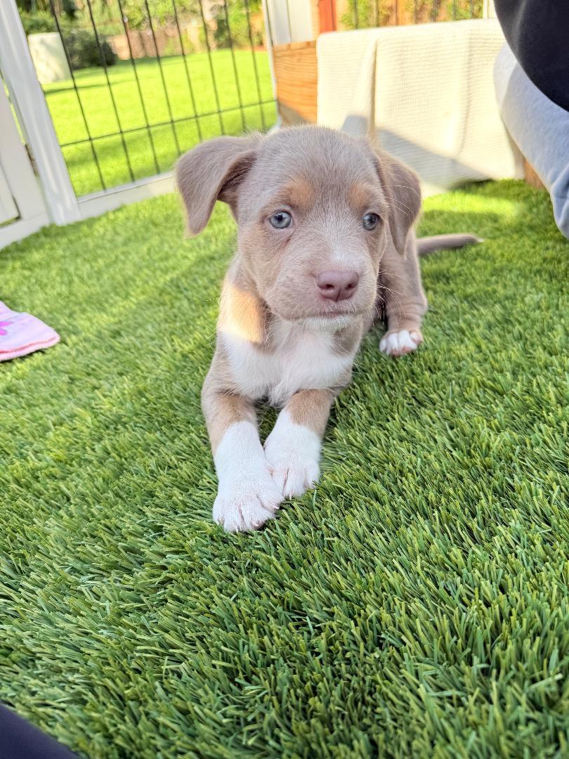 Enlarge Tuesday - Miranda Pup, an adoptable mixed breed in Los Angeles, CA image 1/4