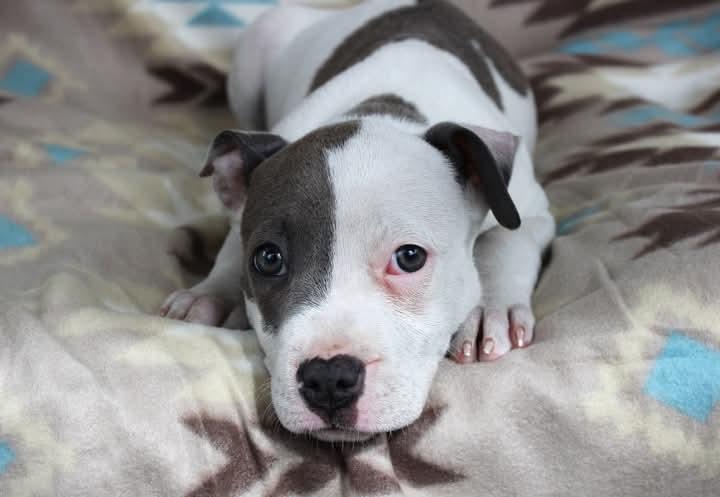 Zoya, Adopted, Puppy Female Pit Bull Terrier.