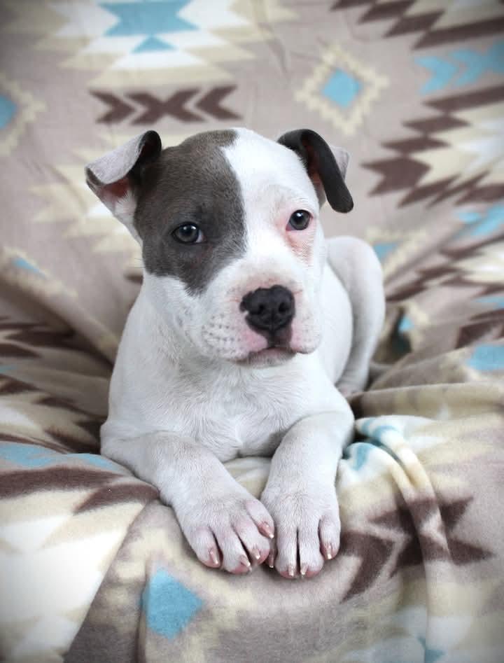 Enlarge Zoya, a Adopted mixed breed in Huntington, WV image 2/2