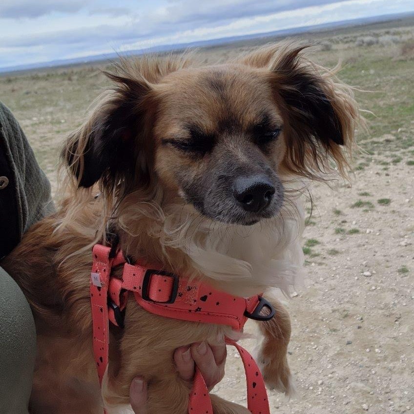 Enlarge Astro, a Adoptable mixed breed in Spanaway, WA image 1/3