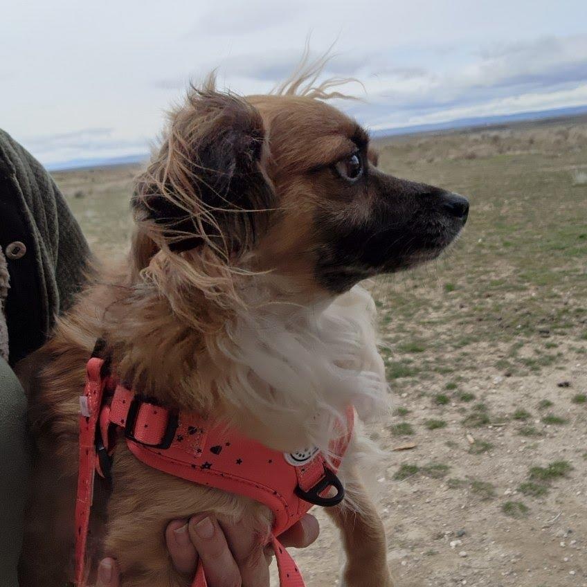 Enlarge Astro, a Adoptable mixed breed in Spanaway, WA image 3/3