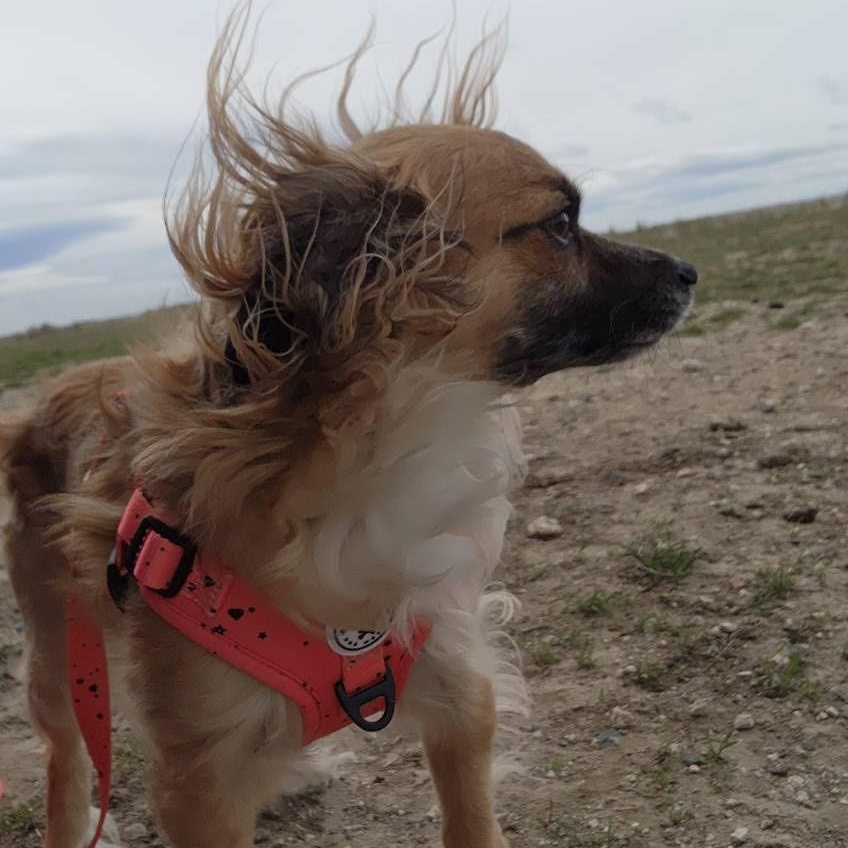 Enlarge Astro, a Adoptable mixed breed in Spanaway, WA image 2/3