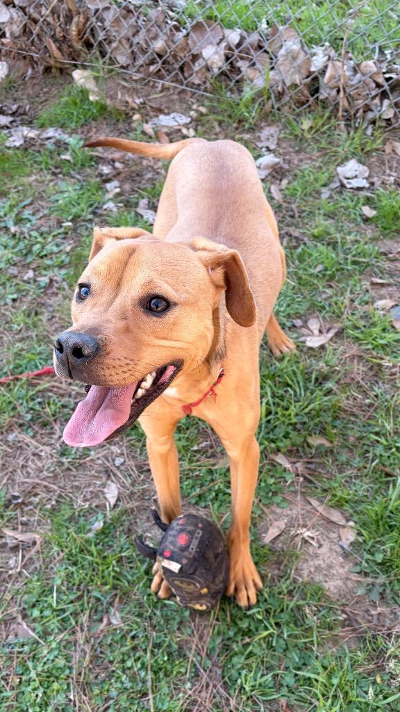 Enlarge Draco, a Adoptable mixed breed in Little Rock, AR image 1/2
