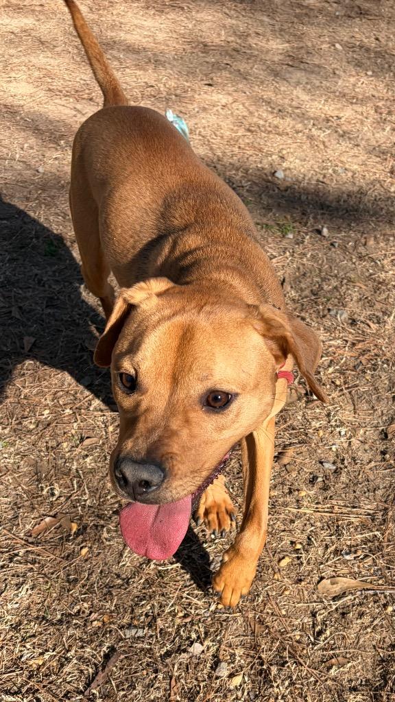 Enlarge Draco, a Adoptable mixed breed in Little Rock, AR image 2/2