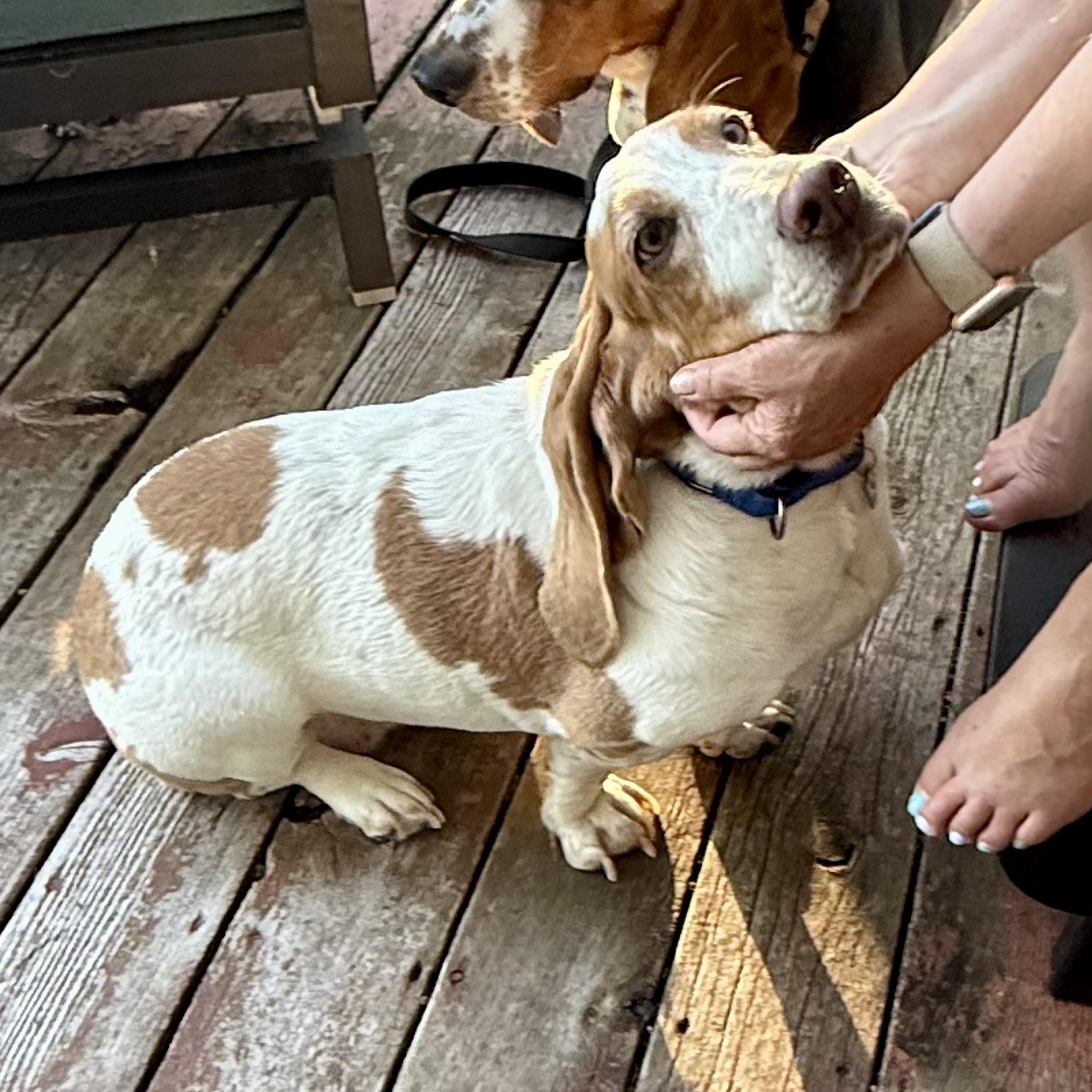 Delilah, Adult Female unknown